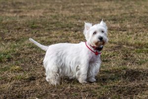 dogs, West, Highland, White, Terrier, White, Animals, Wallpapers