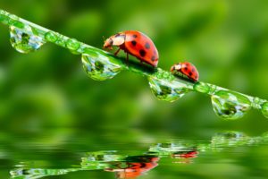 ladybugs, Drops, Two, Animals, Wallpapers