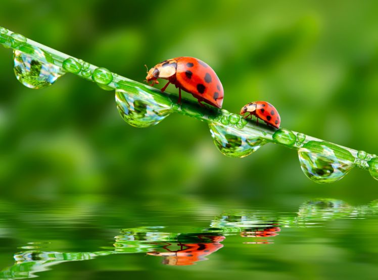 ladybugs, Drops, Two, Animals, Wallpapers HD Wallpaper Desktop Background