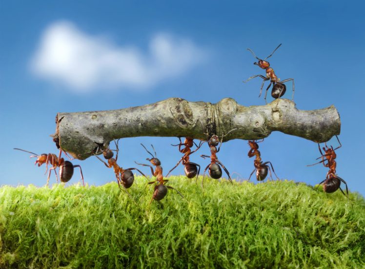 ants, Closeup, Branches, Animals, Wallpapers HD Wallpaper Desktop Background