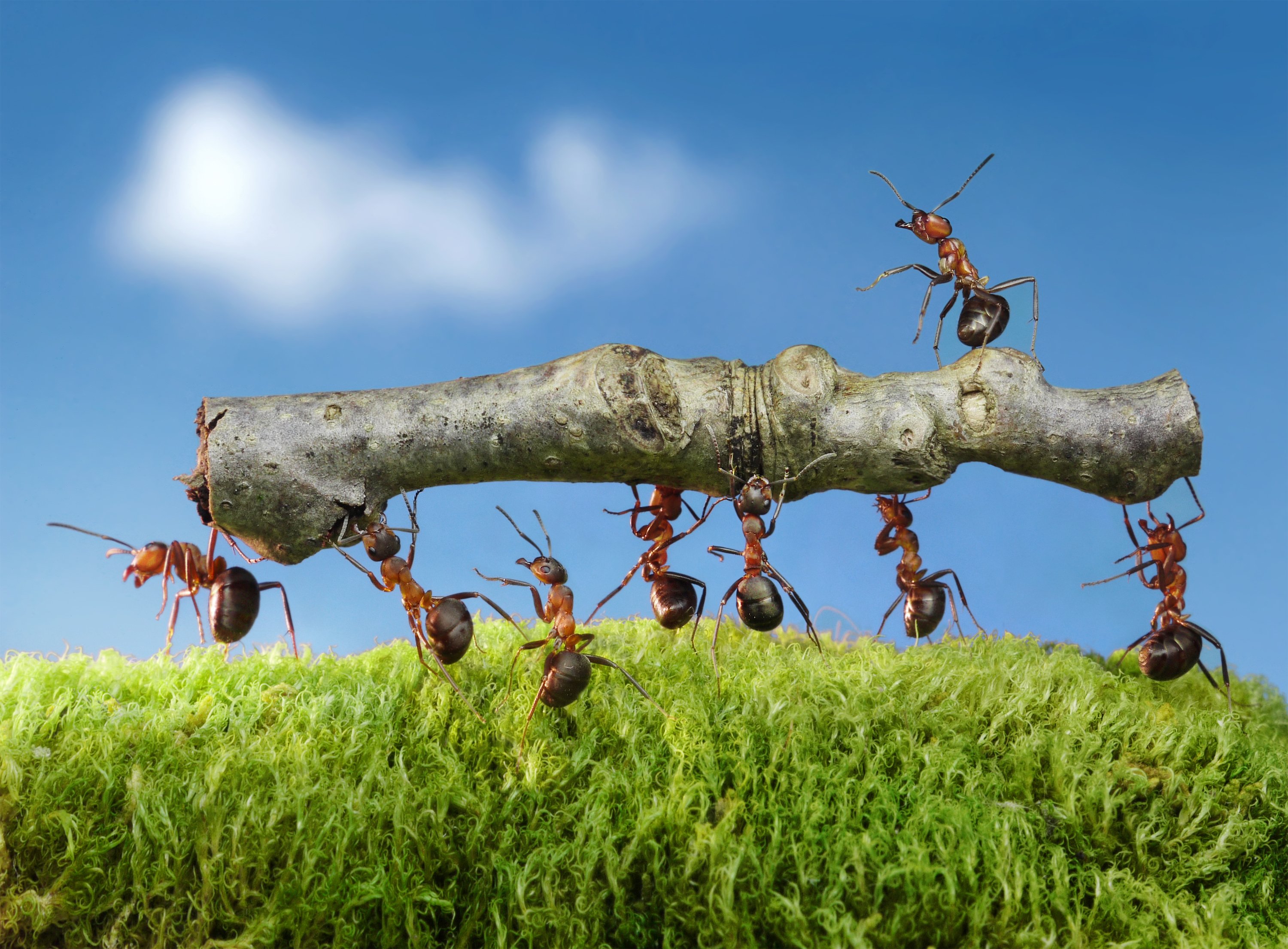 ants, Closeup, Branches, Animals, Wallpapers Wallpaper