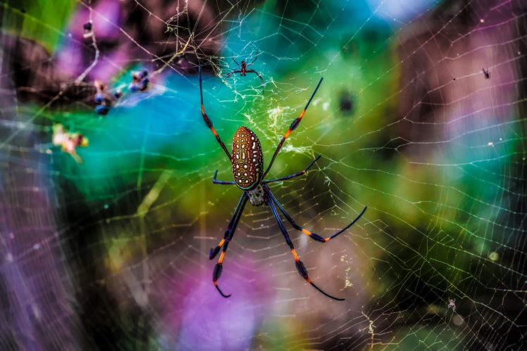 spiders, Closeup, Spider, Web, Animals, Wallpapers HD Wallpaper Desktop Background