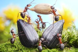 ants, Closeup, Sunflower, Seed, Animals, Wallpapers