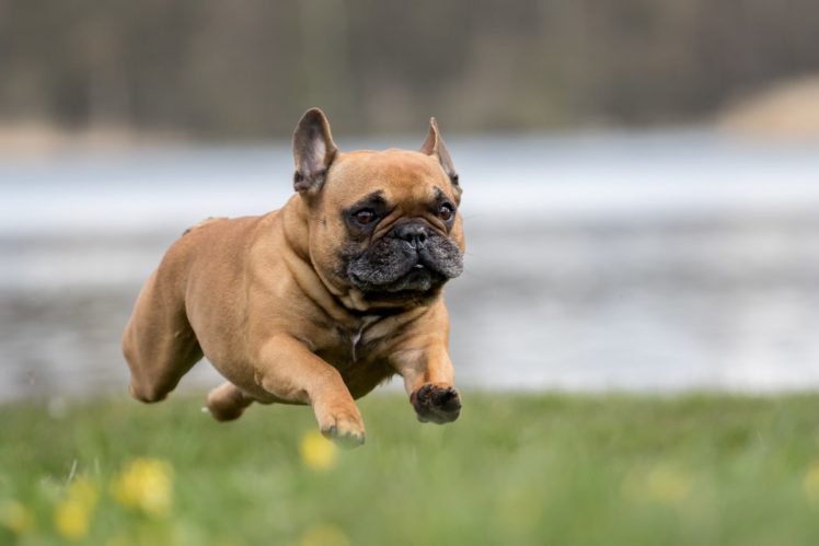 dogs, Run, Jump, Bulldog, French, Animals, Wallpapers HD Wallpaper Desktop Background
