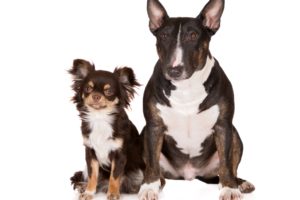 dogs, Two, Bull, Terrier, Russkiy, Toy, Animals, Wallpapers