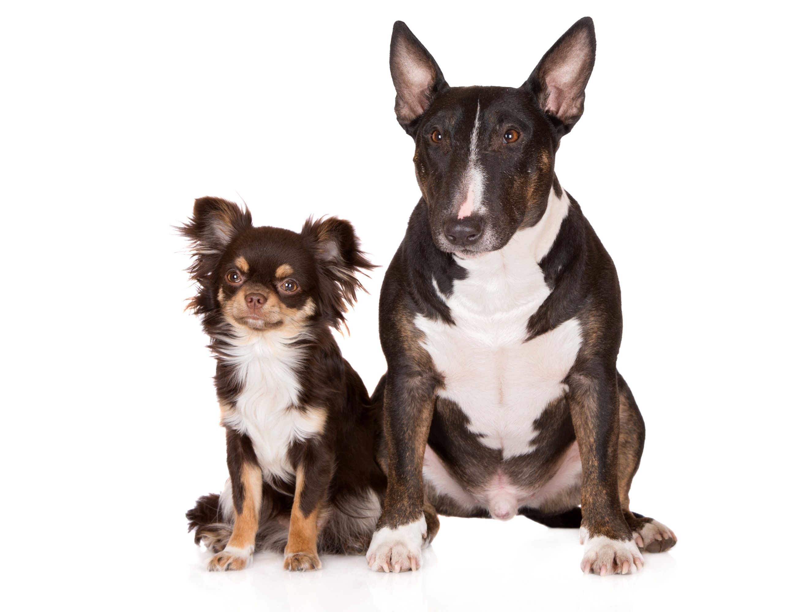 dogs, Two, Bull, Terrier, Russkiy, Toy, Animals, Wallpapers Wallpaper