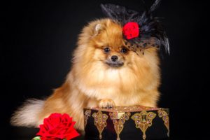 dogs, Roses, Spitz, Animals, Wallpapers