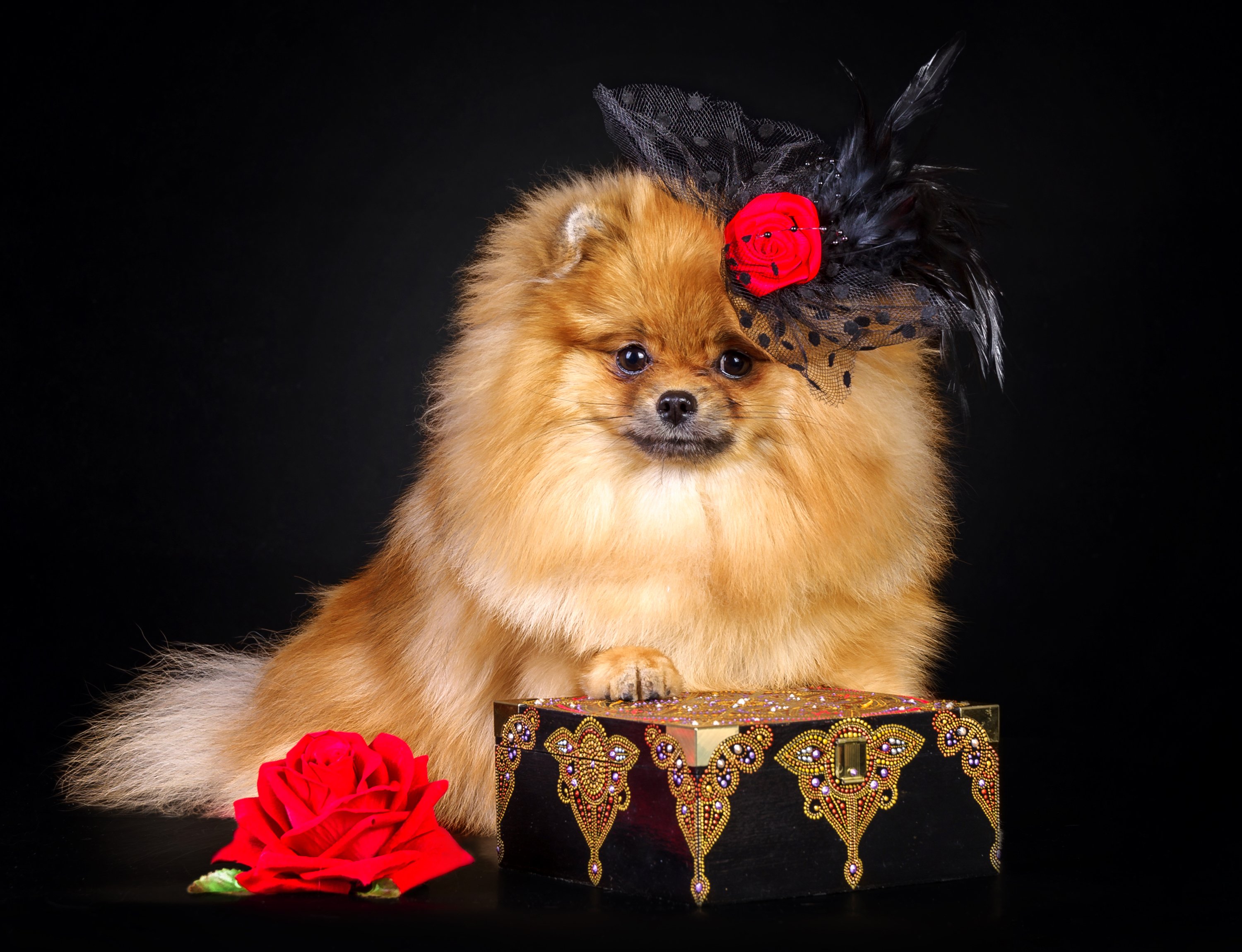 dogs, Roses, Spitz, Animals, Wallpapers Wallpaper