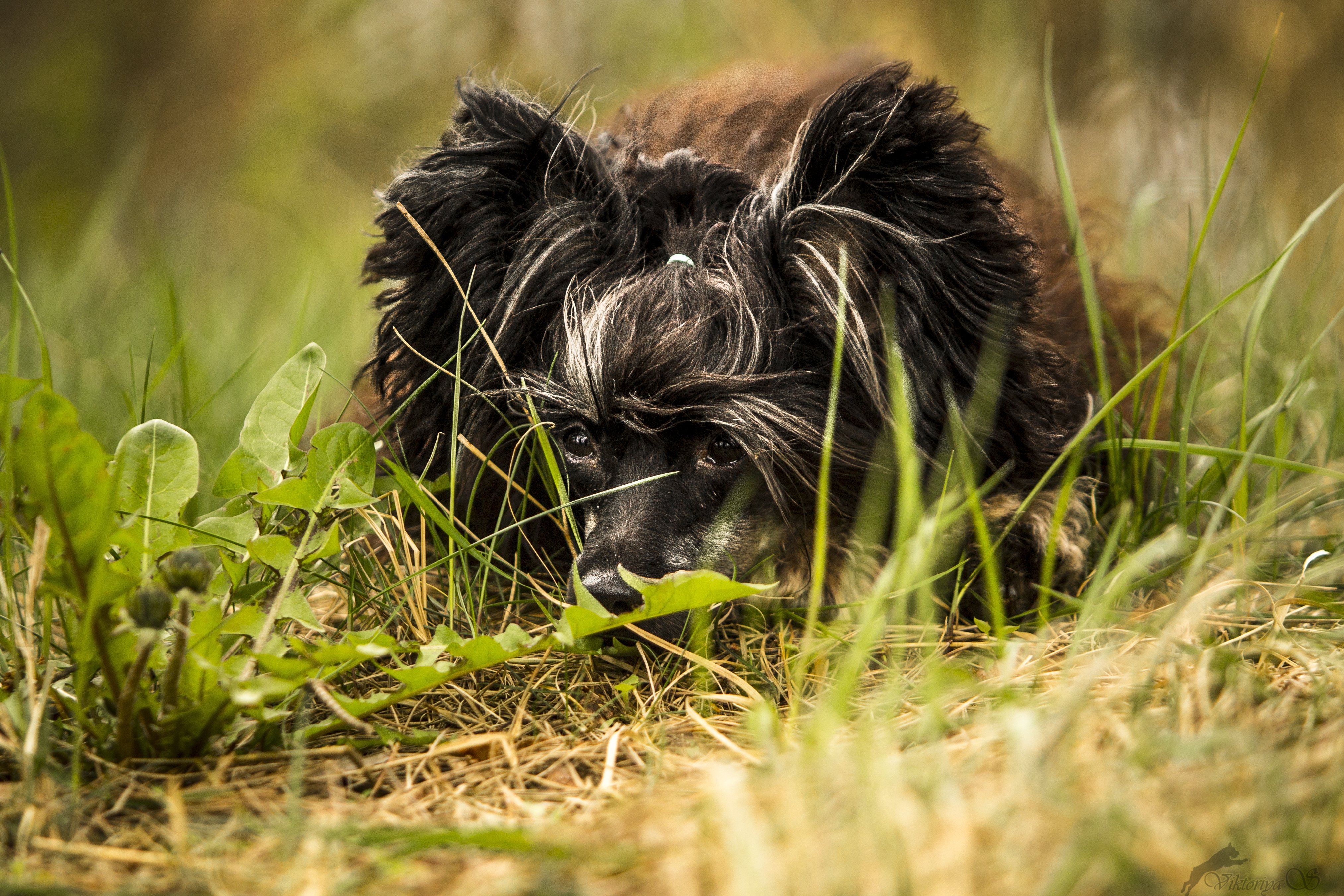 dogs, Chinese, Crested, Grass, Black, Animals, Wallpapers Wallpaper