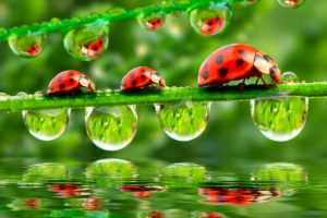 ladybugs, Drops, Three, 3, Animals, Wallpapers