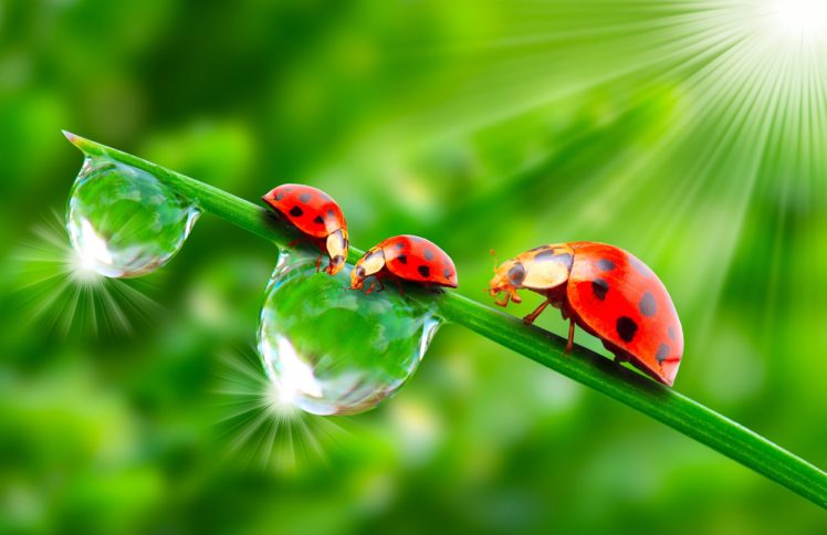 ladybugs, Drops, Three, 3, Rays, Of, Light, Animals, Wallpapers HD Wallpaper Desktop Background