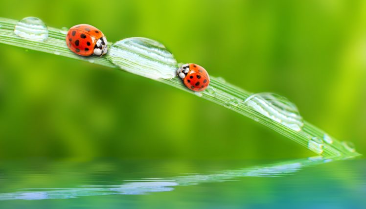 ladybugs, Drops, Animals, Wallpapers HD Wallpaper Desktop Background