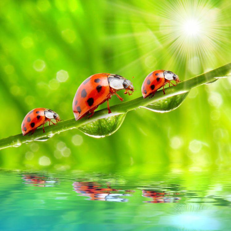 ladybugs, Closeup, Drops, Rays, Of, Light, Three, 3, Animals, Wallpapers HD Wallpaper Desktop Background
