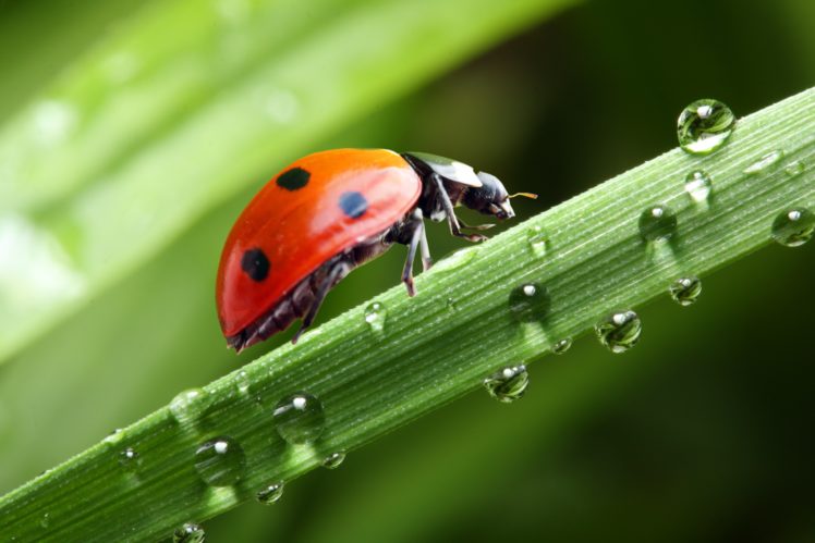 ladybugs, Closeup, Drops, Animals, Wallpapers HD Wallpaper Desktop Background