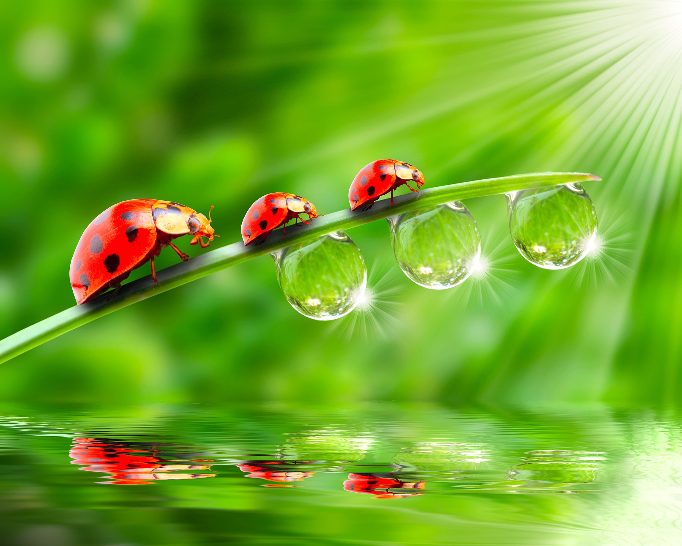 ladybugs, Drops, Three, 3, Rays, Of, Light, Animals, Wallpapers Wallpaper