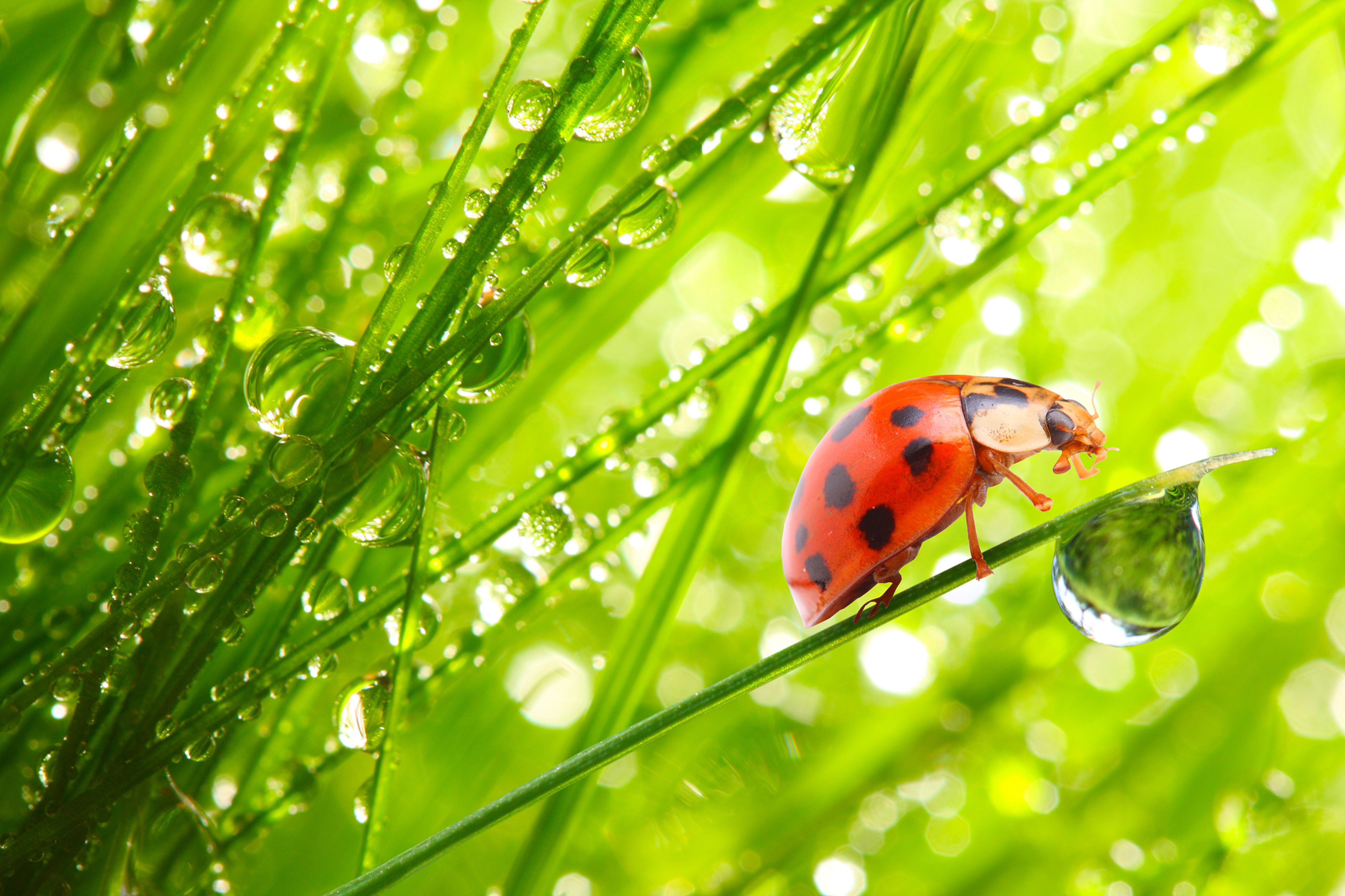 ladybugs, Drops, Grass, Animals, Wallpapers Wallpaper