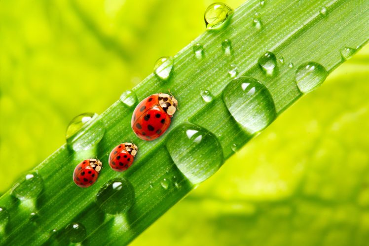 ladybugs, Drops, Three, 3, Animals, Wallpapers HD Wallpaper Desktop Background