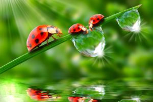 ladybugs, Drops, Three, 3, Rays, Of, Light, Animals, Wallpapers