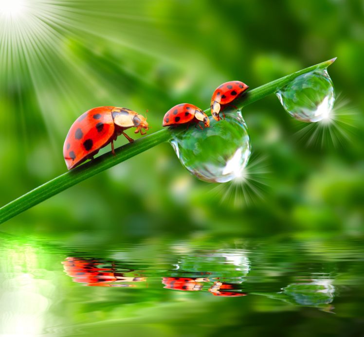 ladybugs, Drops, Three, 3, Rays, Of, Light, Animals, Wallpapers HD Wallpaper Desktop Background