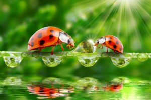 ladybugs, Water, Drops, Two, Rays, Of, Light, Animals, Wallpapers