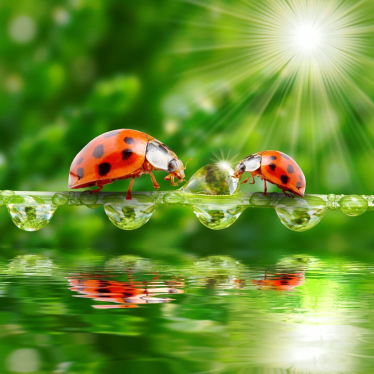 ladybugs, Water, Drops, Two, Rays, Of, Light, Animals, Wallpapers HD Wallpaper Desktop Background