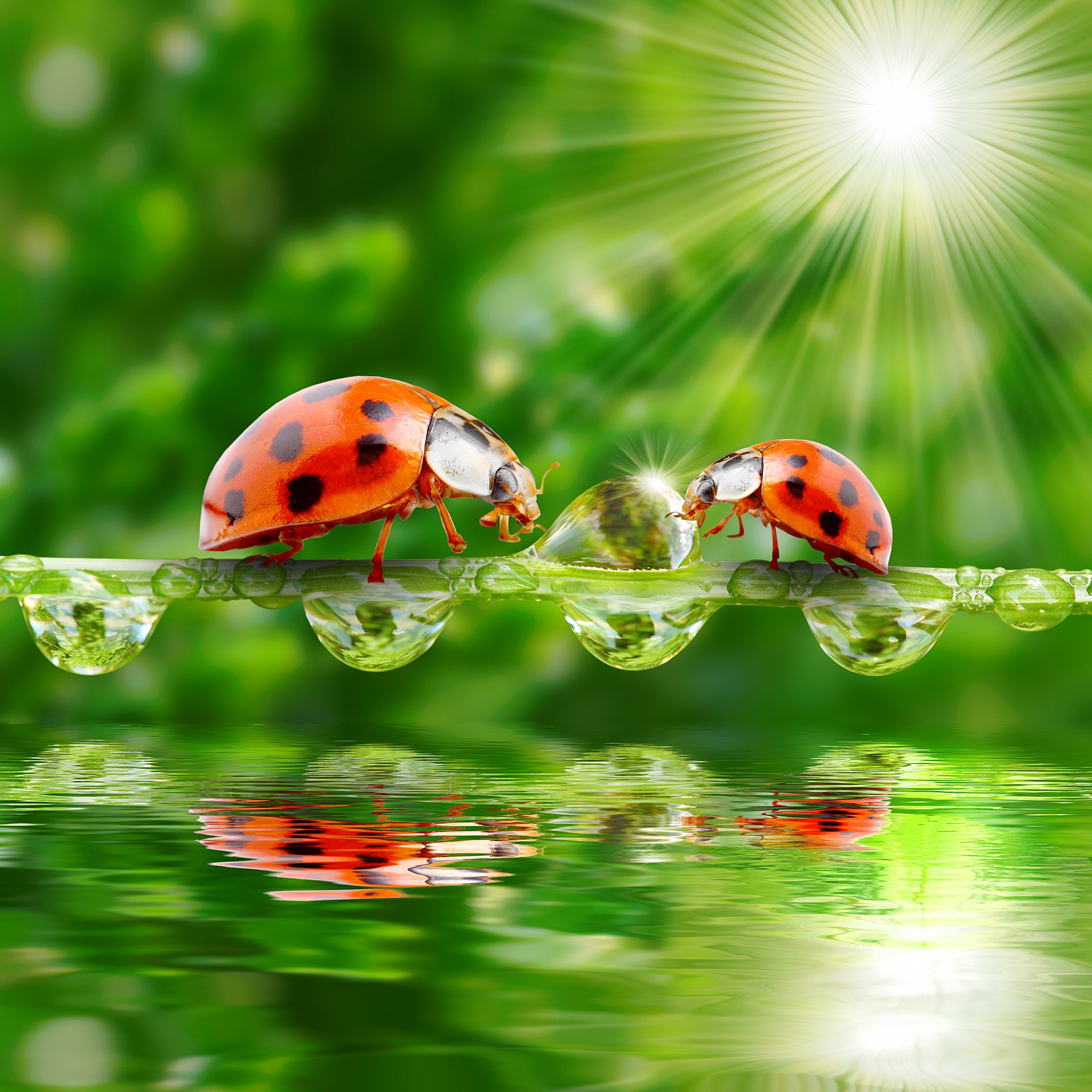 ladybugs, Water, Drops, Two, Rays, Of, Light, Animals, Wallpapers Wallpaper