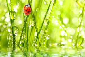 ladybugs, Water, Drops, Animals, Wallpapers
