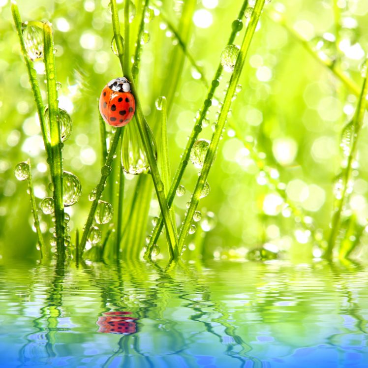 ladybugs, Water, Drops, Animals, Wallpapers HD Wallpaper Desktop Background