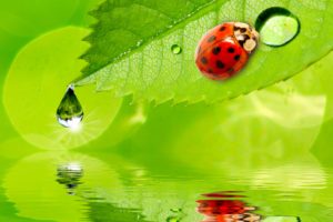ladybugs, Water, Drops, Foliage, Animals, Wallpapers