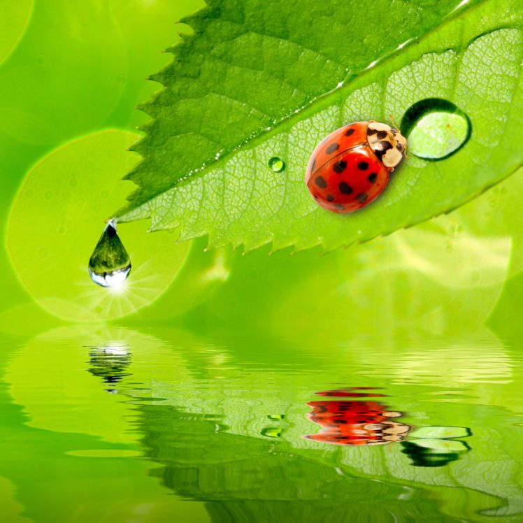 ladybugs, Water, Drops, Foliage, Animals, Wallpapers HD Wallpaper Desktop Background