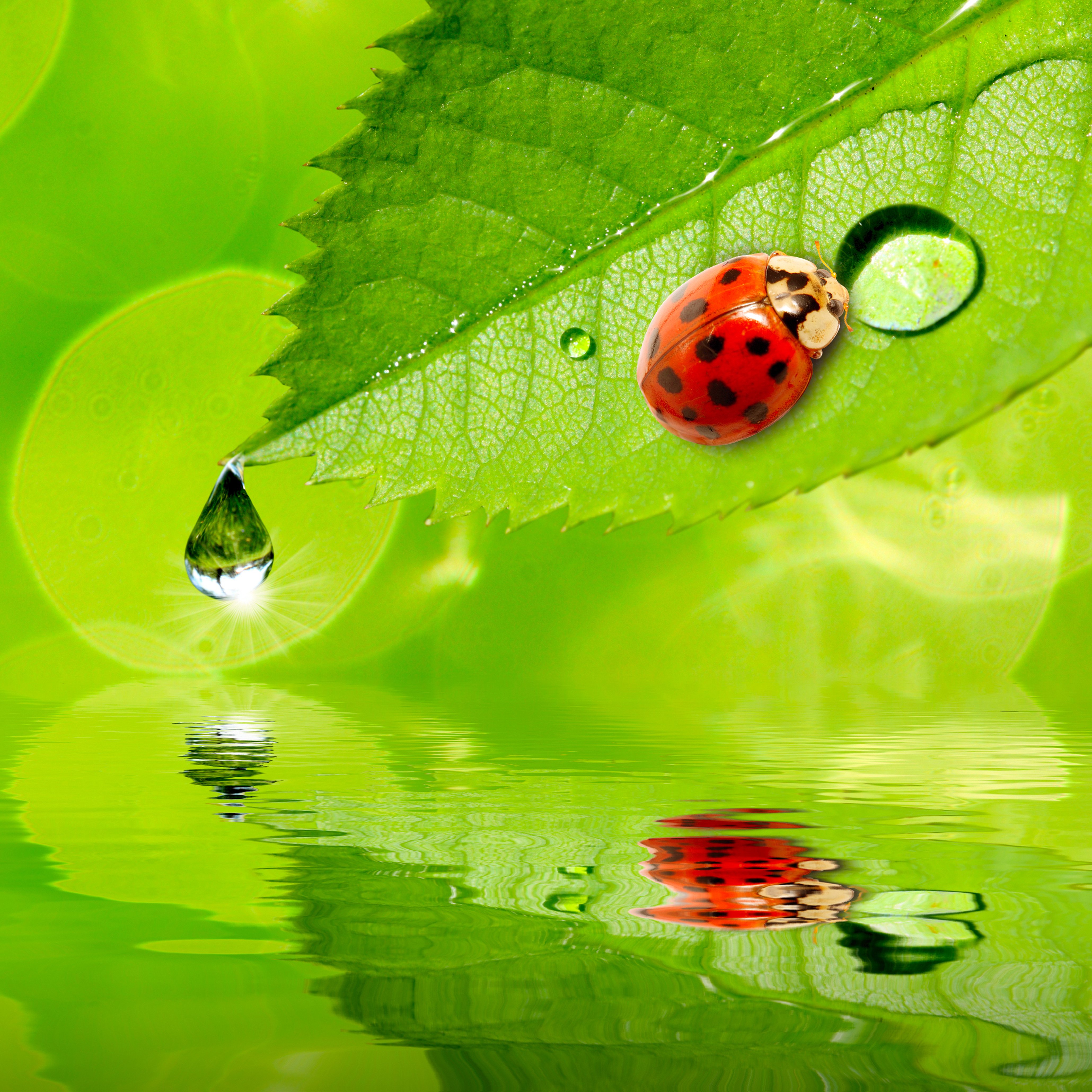 ladybugs, Water, Drops, Foliage, Animals, Wallpapers Wallpaper