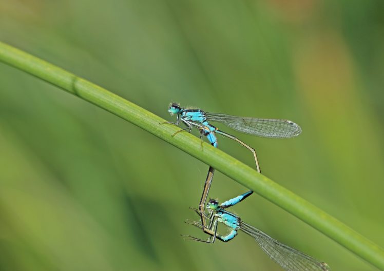 dragonflies, Two, Animals, Wallpapers HD Wallpaper Desktop Background