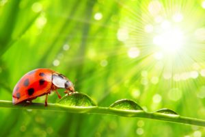 ladybugs, Closeup, Drops, Animals, Wallpapers