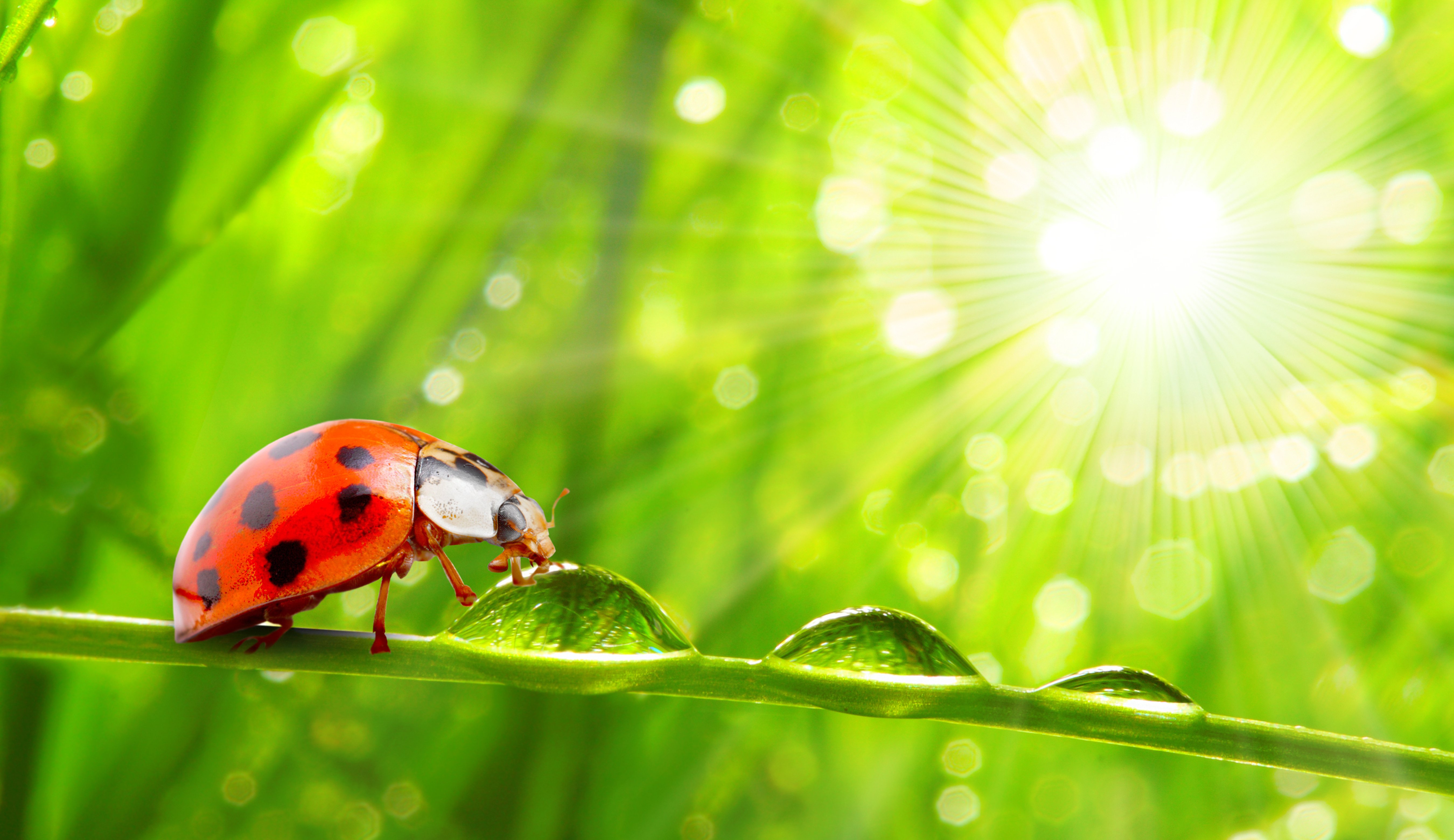 ladybugs, Closeup, Drops, Animals, Wallpapers Wallpaper