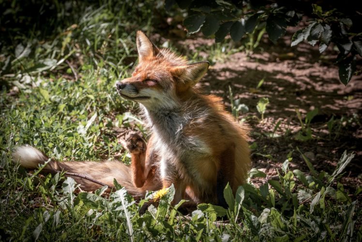 foxes, Animals, Wallpapers HD Wallpaper Desktop Background