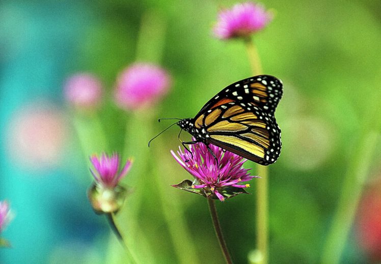 closeup, Butterflies, Animals, Wallpapers HD Wallpaper Desktop Background