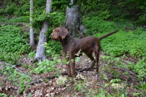 dogs, Pudelpointer, Animals, Wallpapers