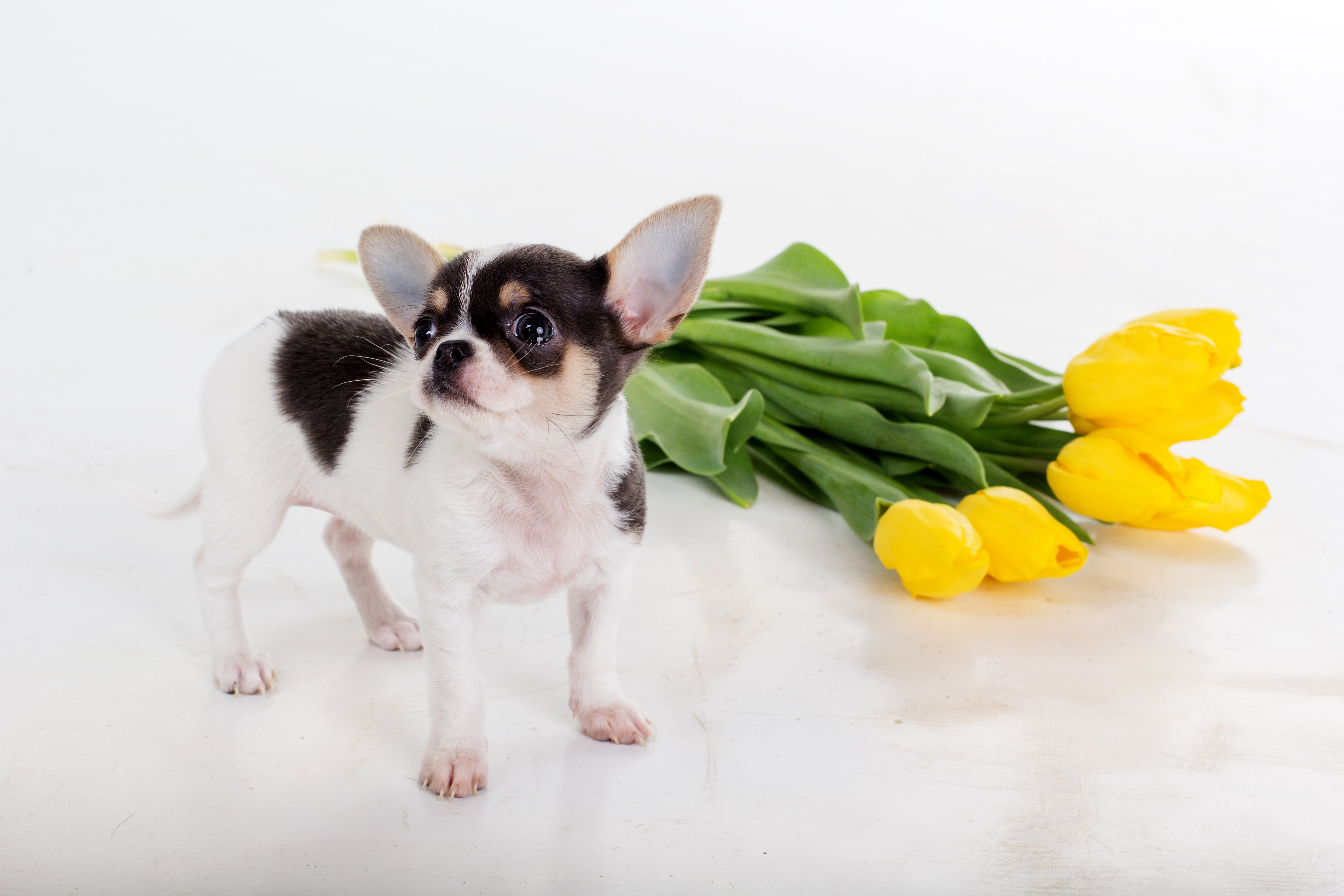tulips, Dogs, Yellow, Chihuahua, Animals, Wallpapers Wallpaper
