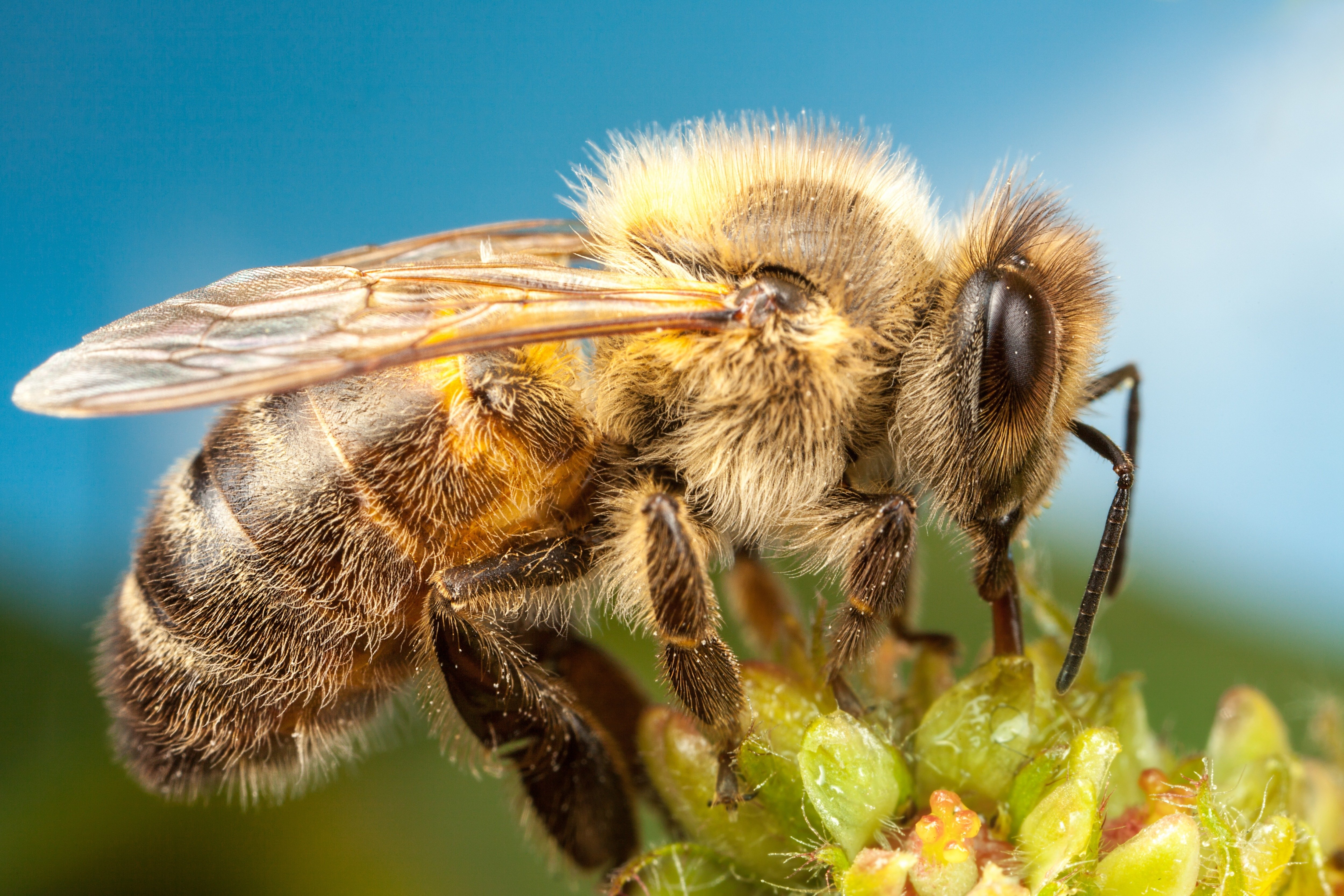 bees, Closeup, Animals, Wallpapers Wallpapers HD / Desktop and Mobile