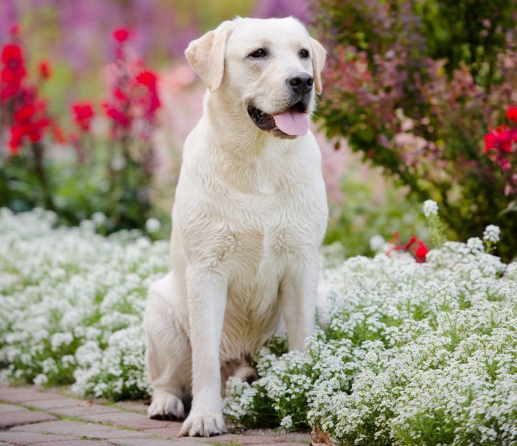 dogs, Retriever, White, Golden, Retriever, Animals, Wallpapers HD Wallpaper Desktop Background
