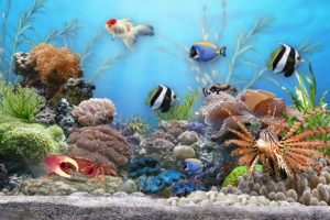 underwater, World, Fish, Corals, Animals, Wallpapers