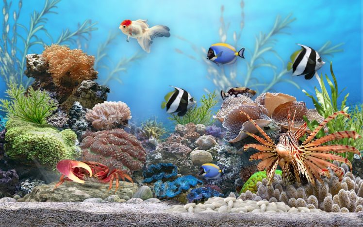 underwater, World, Fish, Corals, Animals, Wallpapers HD Wallpaper Desktop Background