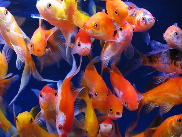 fish, Many, Goldfish, Animals, Wallpapers HD Wallpaper Desktop Background