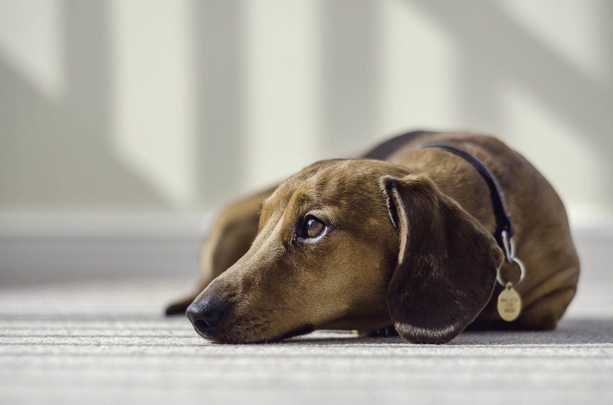 dogs, Dachshund, Animals, Wallpapers Wallpaper