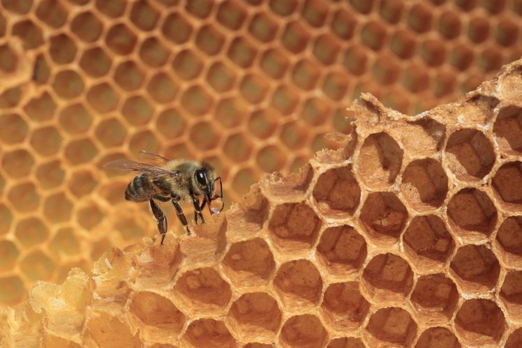 bees, Animals, Wallpapers HD Wallpaper Desktop Background