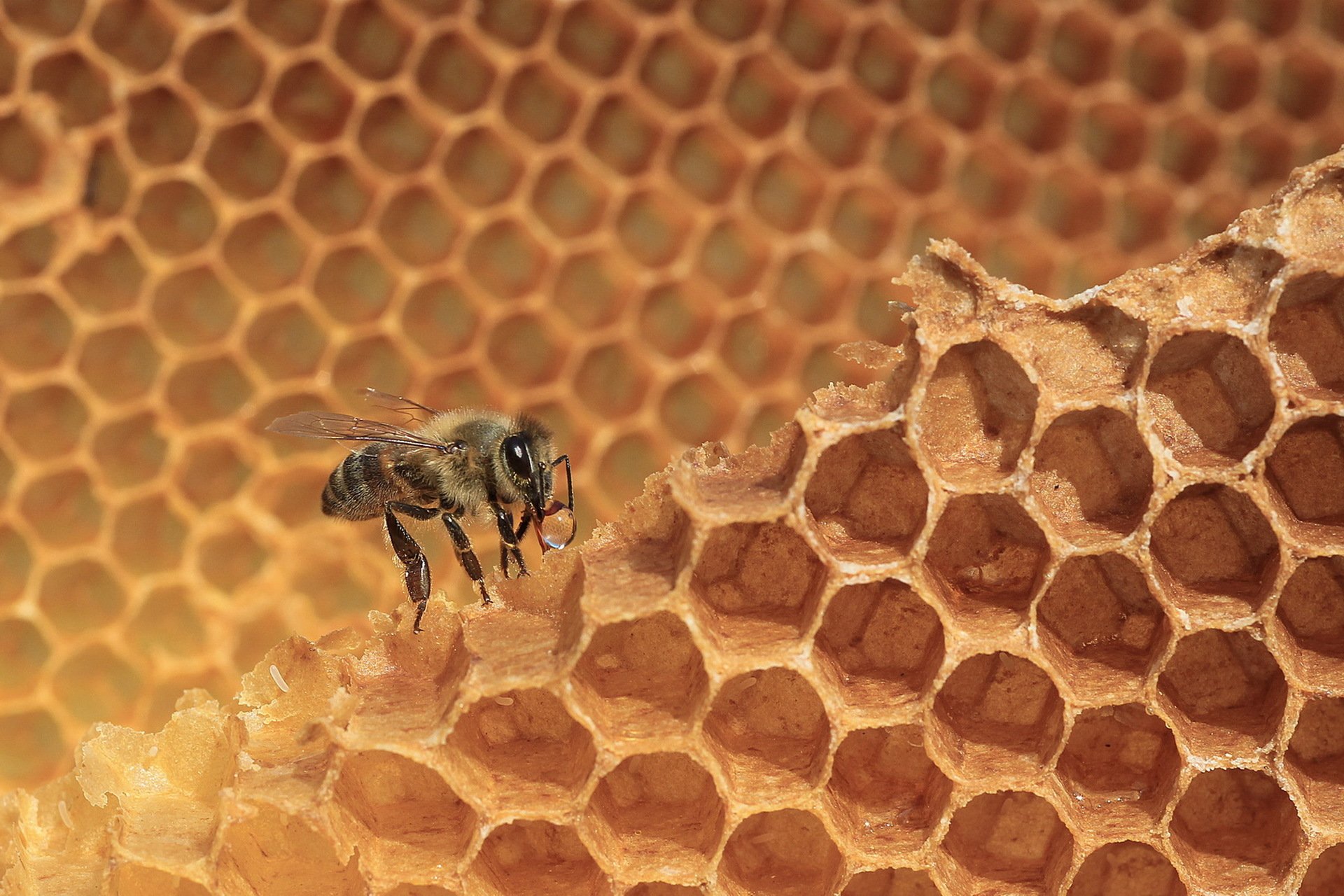 bees, Animals, Wallpapers Wallpaper