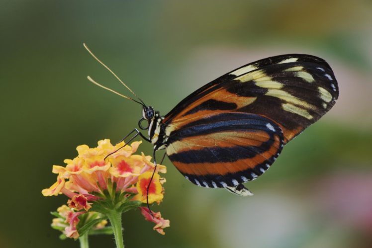 tiger, Butterfly HD Wallpaper Desktop Background