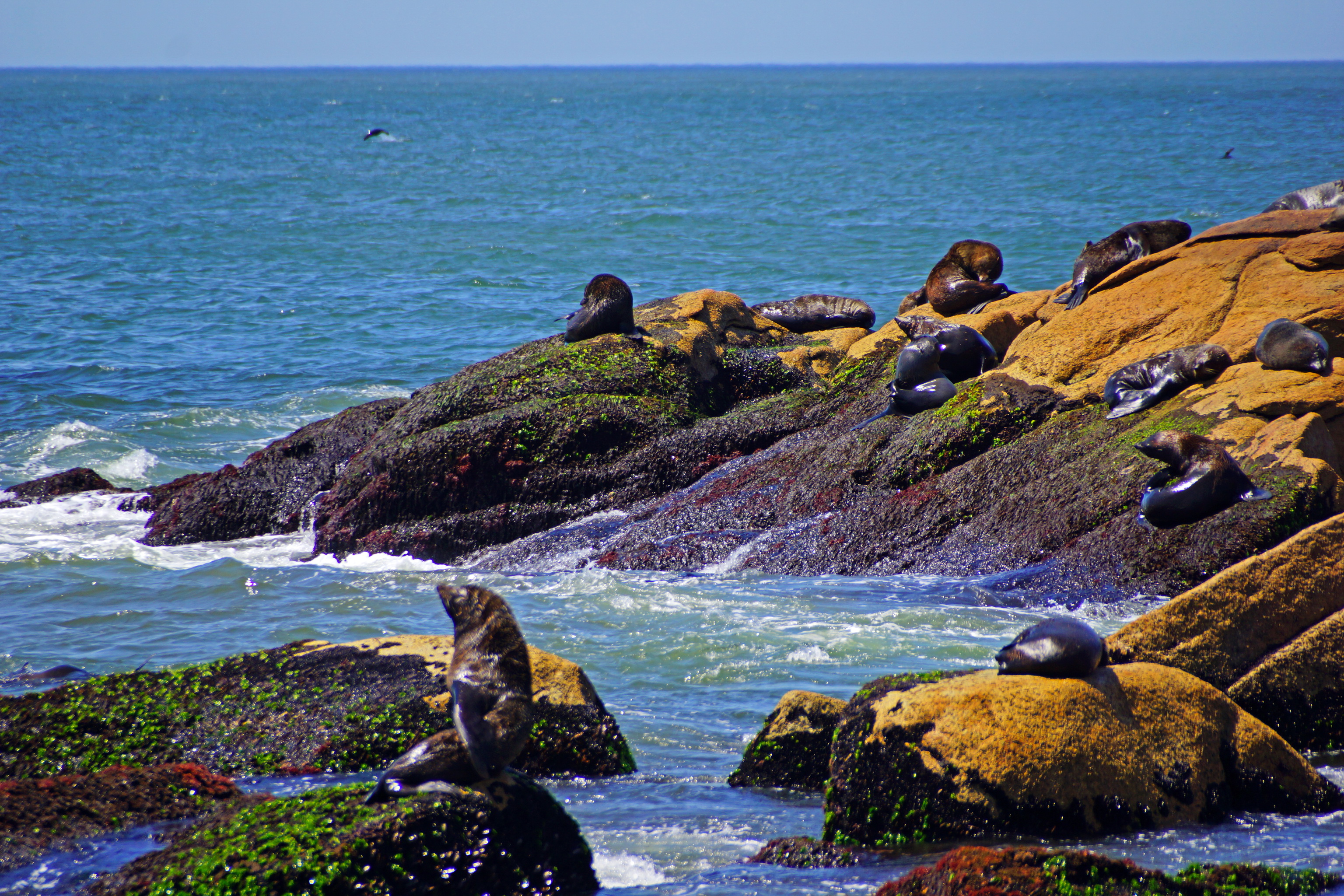 nature, Seal, Seals, Ocean, Shore, Sea Wallpaper