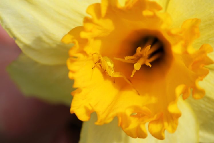 spider, Narcissus, Flower, Macro HD Wallpaper Desktop Background
