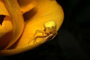 spider, Flower, Yellow, Macro